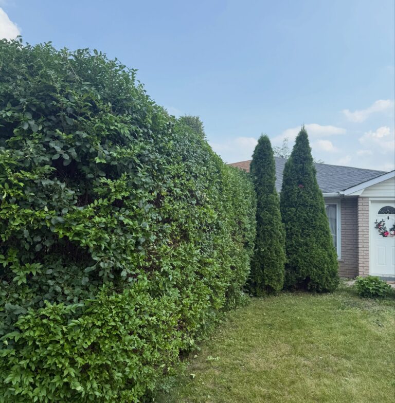 Trimmed hedges beside a residential lawn